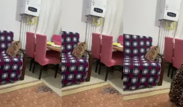 Ev içi serisi Part Part 4  