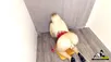 Plussize Dilara Yeni Onlyfans İfşa Videoları part 1