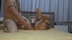 Hotturkishwife (ebru fansly) Fansly ppv part 11