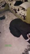 HottieKittyyy Nur un telegramda sattığı sex ve grup sex ifşa videoları part 10