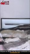 Şaşırtıcı bir şekilde, bu gerçekten harika.