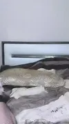 Poine Arşivlik videoları part 46
