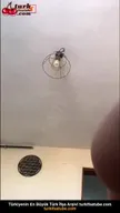 Antarism